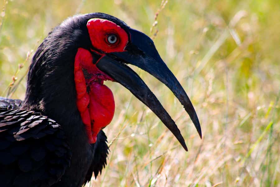 Kruger National Park Full-Day Safari - How the guide increases your odds of real sightings