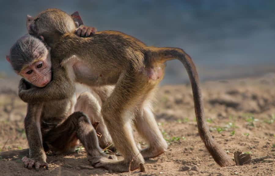 Kruger National Park Full-Day Safari - Big Five chances, and what a full day can realistically deliver