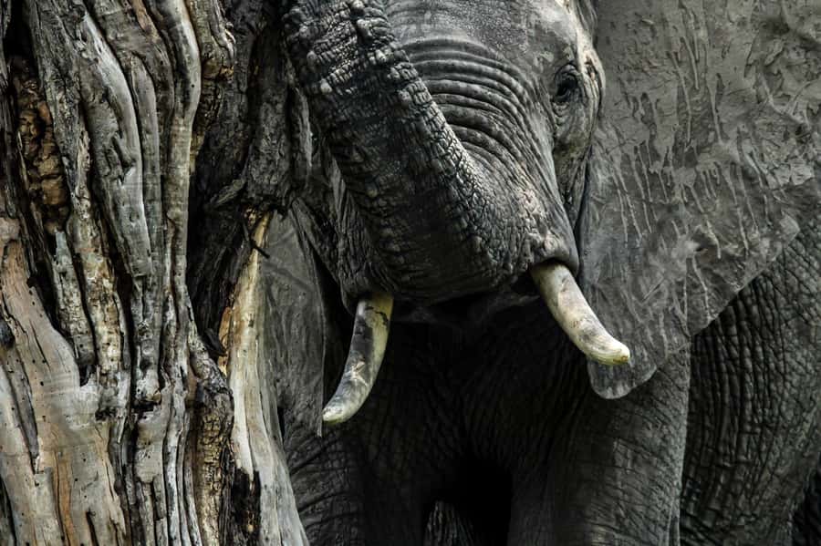 Kruger National Park Full-Day Safari - The park’s wildlife beyond the poster animals