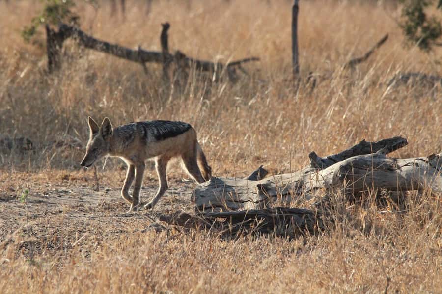 Kruger National Park Full-Day Safari - Bushman rock paintings and archaeological sites, if time allows