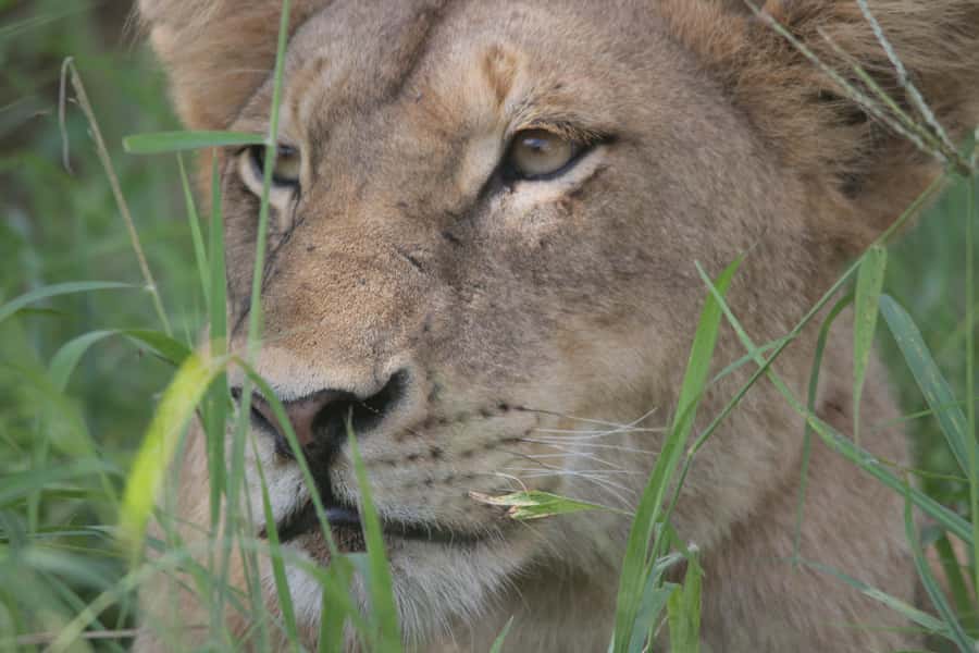 Kruger National Park Full-Day Safari - Price and what you still need to budget for