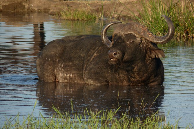 Kruger National Park Full-Day Safari from Hazyview - Entering Kruger at 05h30: Why the Morning Matters