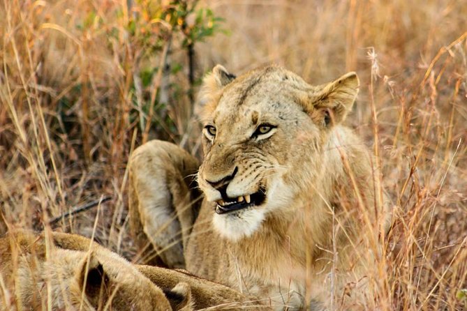 Kruger National Park Full-Day Safari from Hazyview - How Guides Actually Improve Your Sightings (Bhekifa, Patrick, Sam, Trevor)