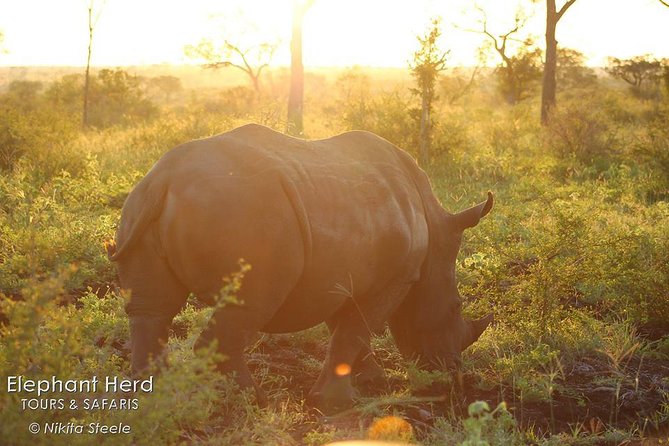 Kruger National Park Full-Day Safari from Hazyview - Price and Value: What You Pay For (and What You Do Not)