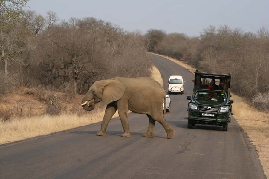 Kruger National Park Full-Day Safari - Getting to the park from Hazyview, and why your start time matters