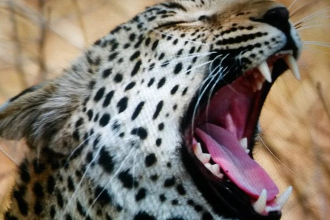 Kruger National Park Full Day Tour Minimum 2people - Breakfast breaks and what to pack for a long safari day