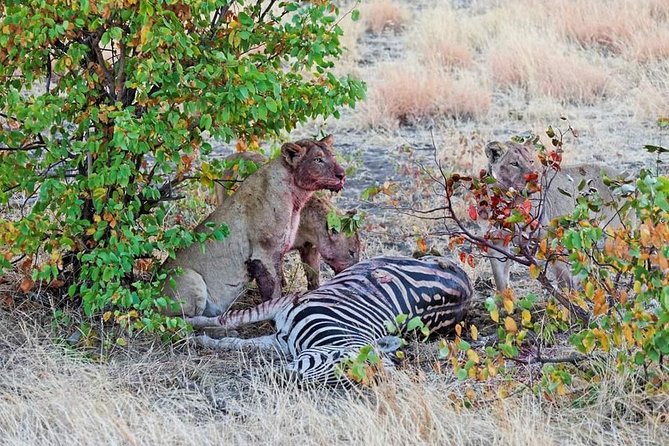 Kruger National Park Full Day Tour Minimum 2people - Group size, comfort, and how to choose your best day