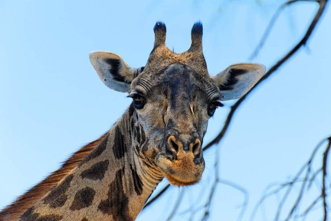 Kruger National Park Full Day Tour Minimum 2people - When this Kruger day trip is a great fit
