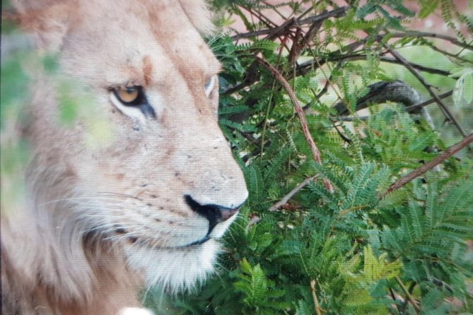 Kruger National Park Full Day Tour Minimum 2people - Guides who explain animals, not just where to drive