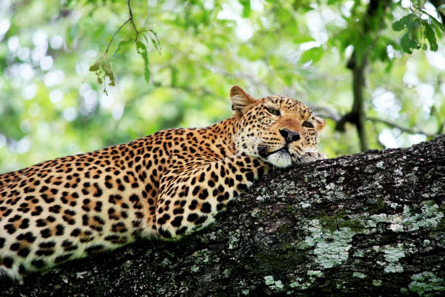 Kruger National Park half day - Getting started fast: Hazyview pickup and the Phabeni Gate plan