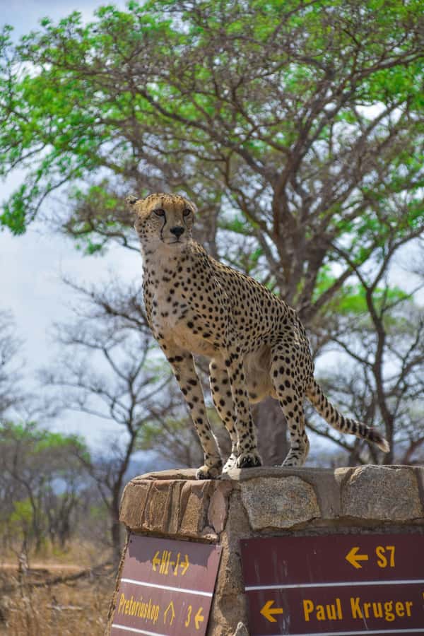 Kruger National Park half day - The sunrise game drive: what you should watch for before breakfast