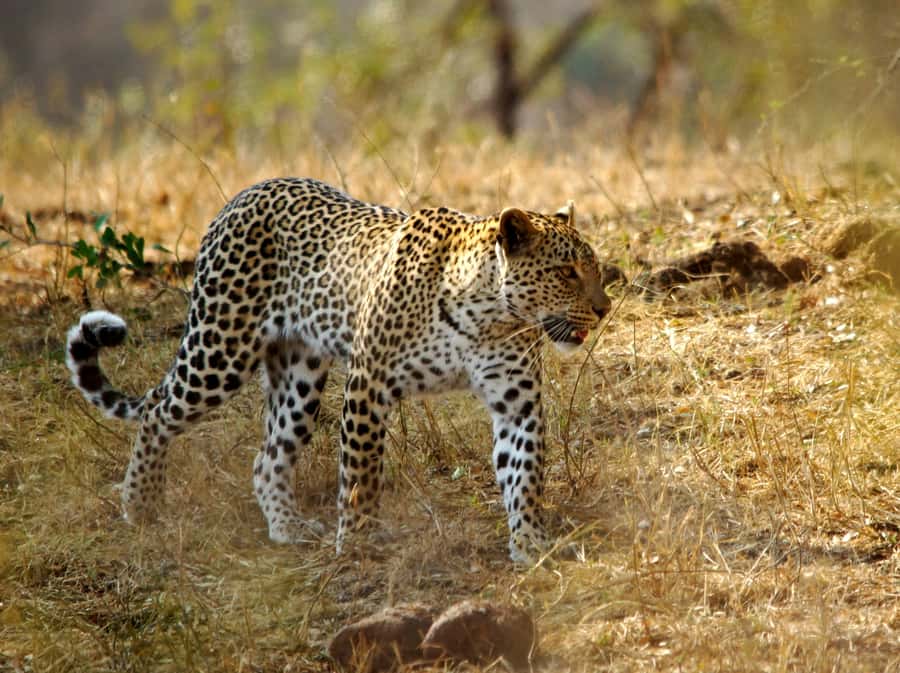 Kruger National Park half day - Deeper into Kruger: how guides turn a drive into an education