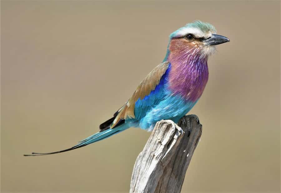Kruger National Park half day - Price and logistics: is $44 good value?