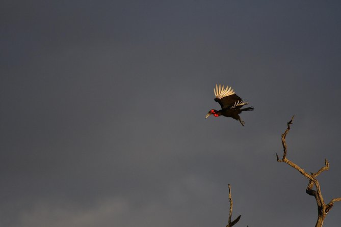 Kruger National Park l Private Afternoon Safari from Hazyview - A private afternoon in Kruger, aimed at waterholes