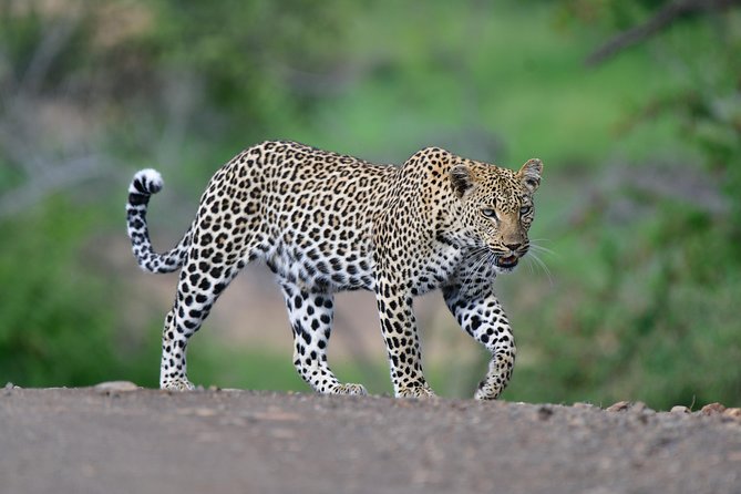 Kruger National Park l Private Afternoon Safari from Hazyview - Pickup in Hazyview, open vehicle, and a start time that works
