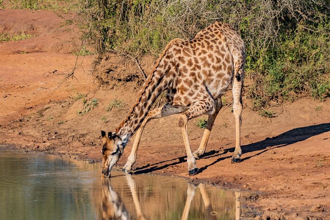 Kruger National Park l Private Afternoon Safari from Hazyview - Price and value: $431.04 per group can be a smart deal