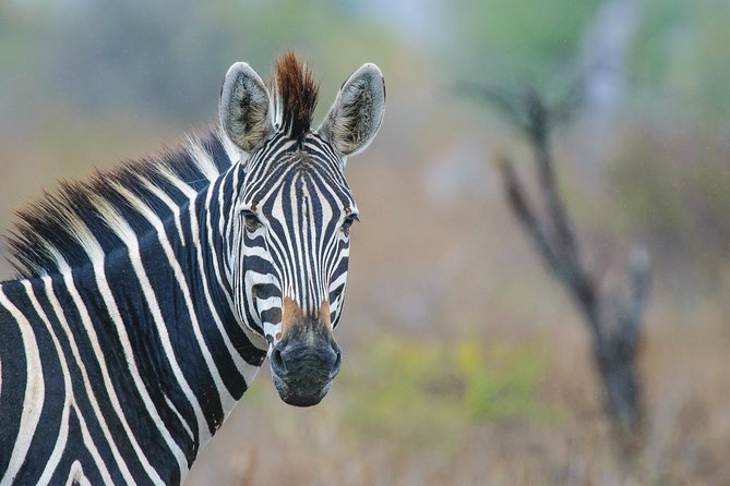 Kruger National Park l Private Afternoon Safari from Hazyview - Food and drinks: plan snacks, not meals