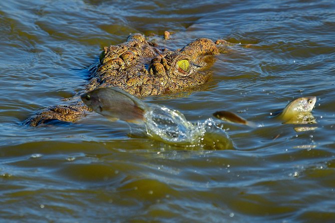 Kruger National Park l Private Afternoon Safari from Hazyview - Your guide can change the quality of the afternoon