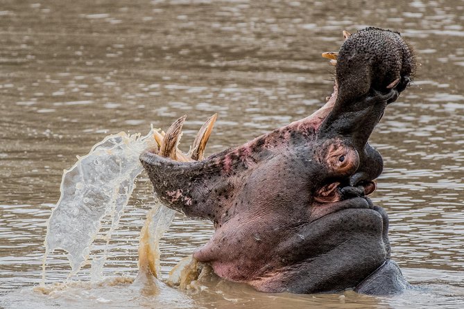 Kruger National Park l Private Afternoon Safari from Hazyview - Skukuza stop: stretch your legs and grab an ice cream