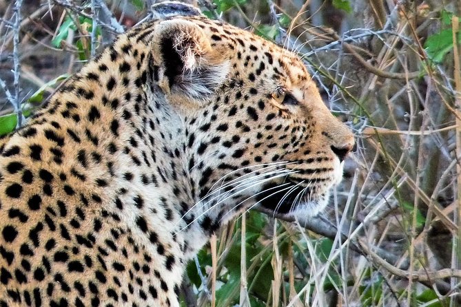 Kruger National Park Morning Game Drive from Hazyview - Why the 5:00 a.m. start changes your chances in Kruger