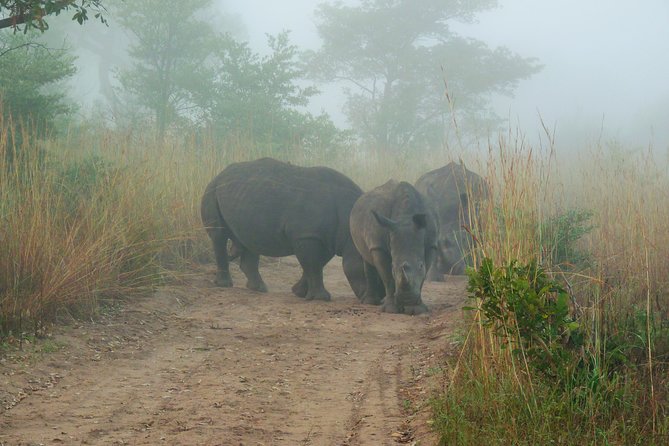 Kruger National Park Morning Game Drive from Hazyview - Open safari vehicle viewing, and how guides actually find animals