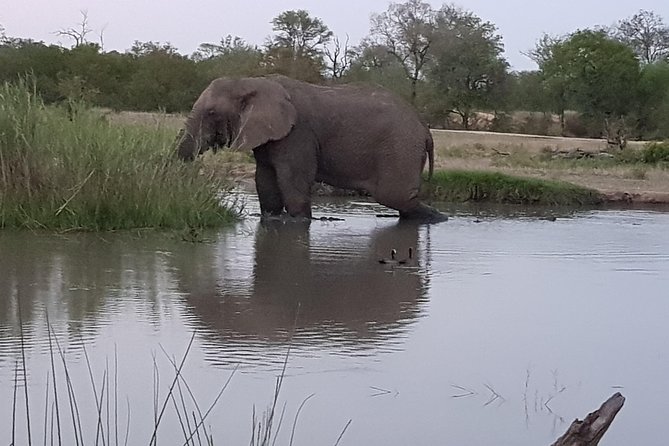 Kruger National Park Morning Game Drive from Hazyview - Price and value: what you pay for, and what you should budget