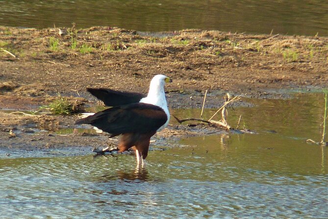 Kruger National Park Morning Game Drive from Hazyview - Small group of up to 6: why that matters in the bush