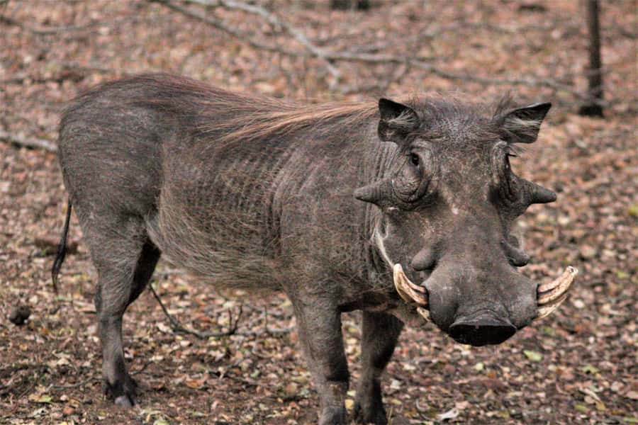 Kruger National Park: Morning Safari - Key highlights at a glance