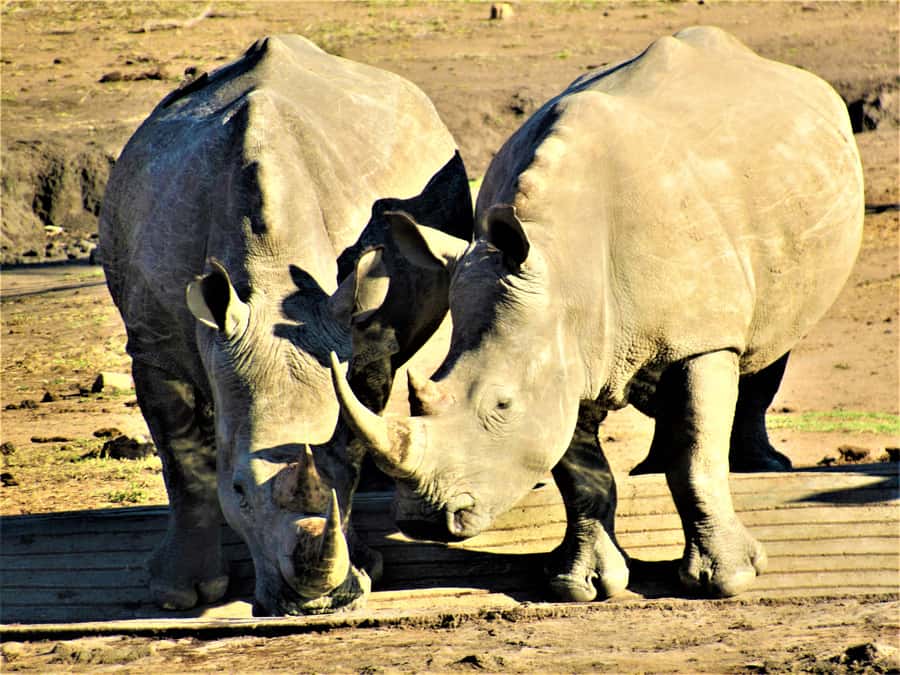 Kruger National Park: Morning Safari - Why a private Kruger morning safari feels different than a group drive