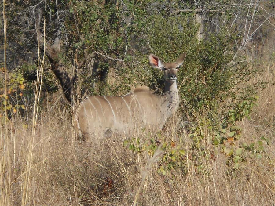 Kruger National Park Morning Safari - Open safari vehicle vs closed, air-conditioned comfort