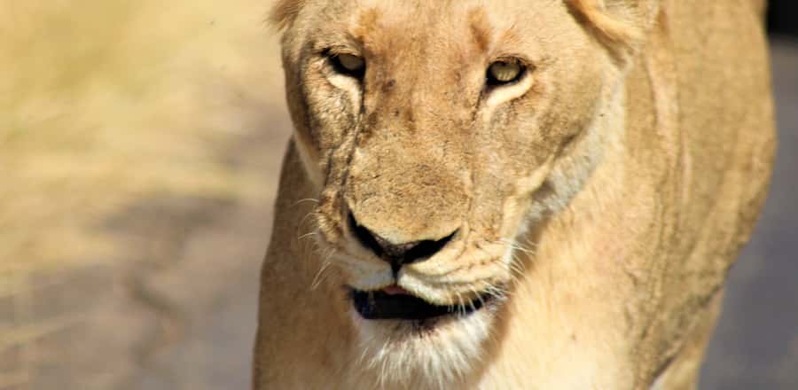 Kruger National Park Morning Safari - What you can expect on the drive itself