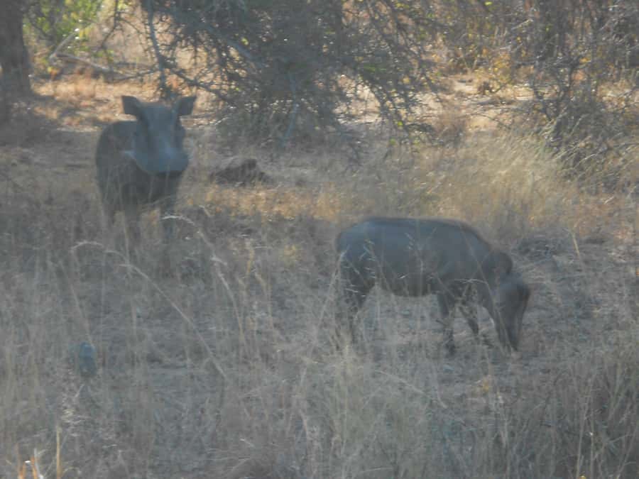 Kruger National Park Morning Safari - Weather reality check and how to keep expectations steady