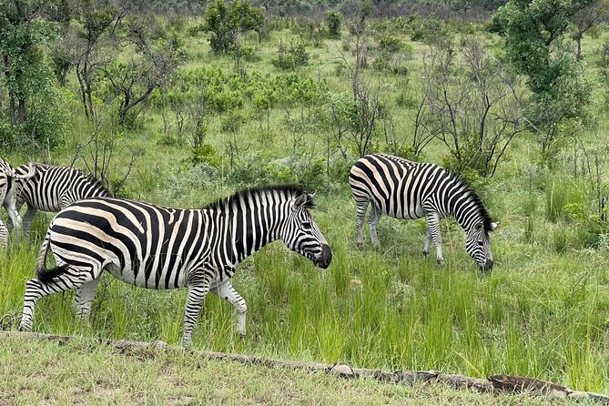 Kruger National Park & Panorama Route From Johannesburg 3 Days & 2 Nights - Kruger timing that actually helps you see animals