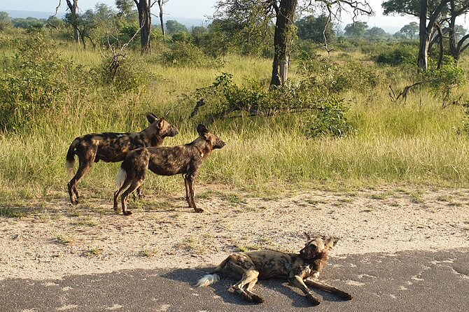 Kruger National Park & Panorama Route From Johannesburg 3 Days & 2 Nights - What’s included (and what you’ll need to plan for)