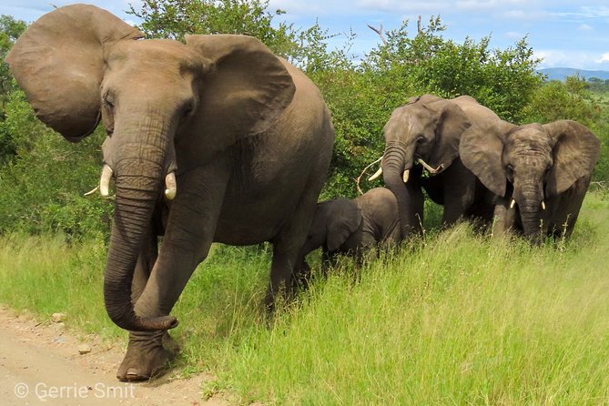 Kruger National Park - Private 3 day, 2 night safari trip. - Key Highlights I’d Prioritize