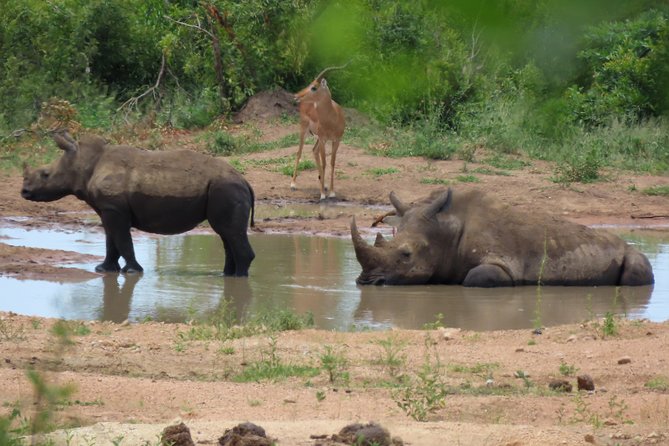 Kruger National Park - Private 3 day, 2 night safari trip. - The Walking Safari Option: Sanparks Rules, Extra Cost, Big Meaning