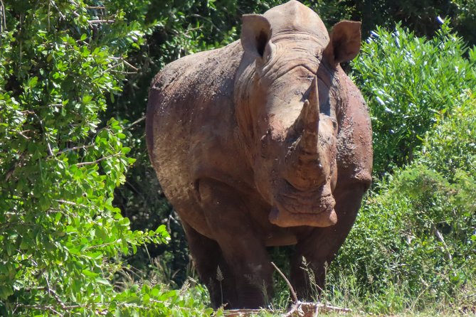 Kruger National Park - Private 3 day, 2 night safari trip. - Sunset Drives, Night Drive Possibilities, and When Darkness Helps