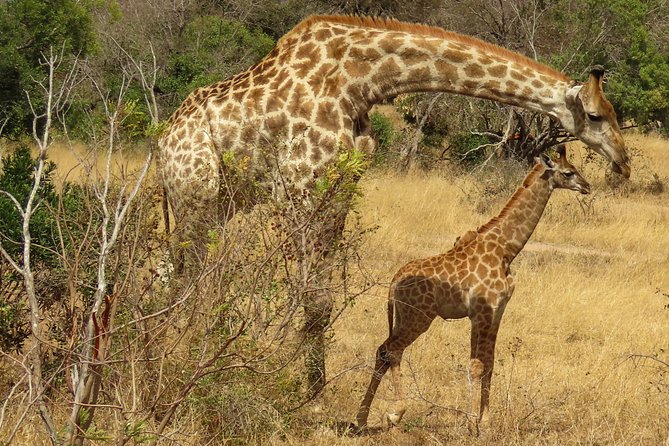 Kruger National Park - Private 3 day, 2 night safari trip. - The Timing Reality: 2 Days 18 Hours and Why It Works