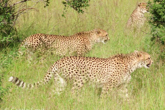 Kruger National Park - Private full day Safari trip. - Stop 2: Nine Hours in Kruger National Park and What to Look For