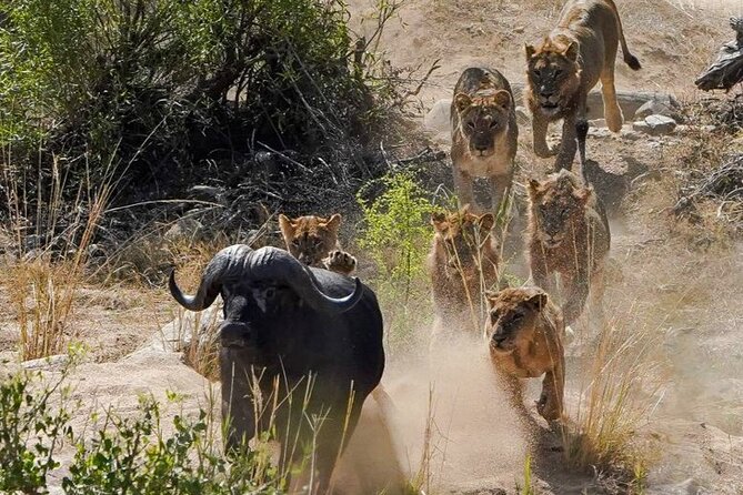 Kruger National Park - Private full day Safari trip. - Comfort on a 10-Hour Safari Day, Plus What to Bring