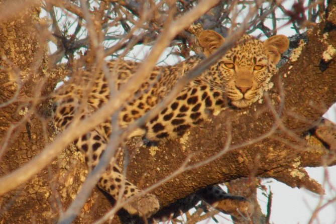 Kruger National Park - Private Sunrise Half day Safari trip. - Why Kruger sunrise from Hazyview is such a smart half-day plan