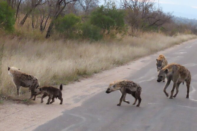 Kruger National Park - Private Sunrise Half day Safari trip. - Stop timing and the rest camp comfort breaks that keep the morning workable