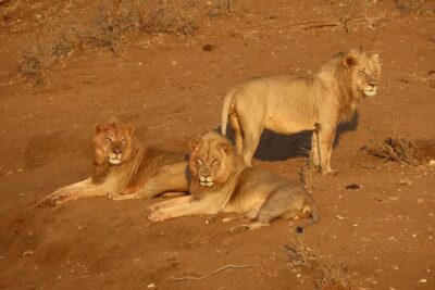 Private Sunrise Half day Safari trip.