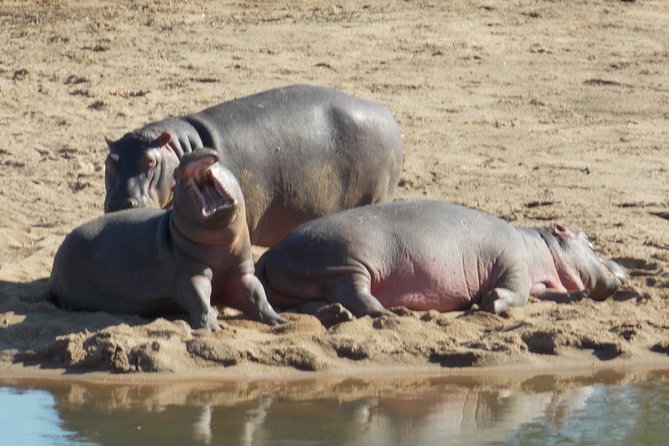 Kruger National Park - Private Sunrise Half day Safari trip. - Wildlife targets in plain terms: Big Five, Little Five, Ugly Five, and more
