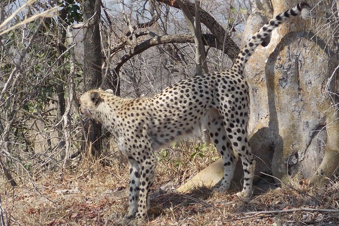 Kruger National Park - Private Sunrise Half day Safari trip. - The Phabeni to Hazyview flow: how the route shapes the experience