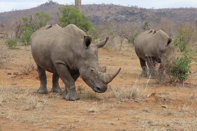 Kruger National Park - Private Sunrise Half day Safari trip. - Price and value: what $163.34 includes, and what to budget for