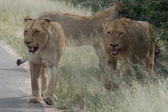 Kruger National Park - Private Sunrise Half day Safari trip. - Weather matters: how the tour handles conditions in Kruger