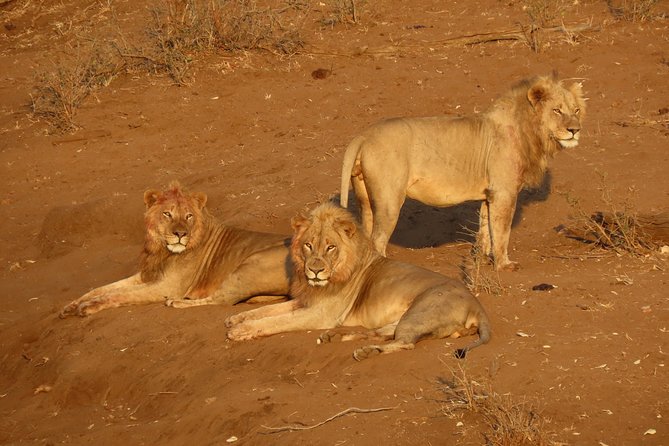 Kruger National Park - Private Sunrise Half day Safari trip. - Getting through Phabeni Gate and into the park game-game start