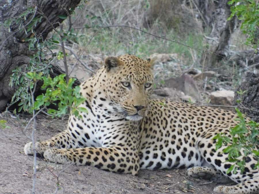 Kruger National Park Safari (Full Day) - Who this Kruger safari is best for