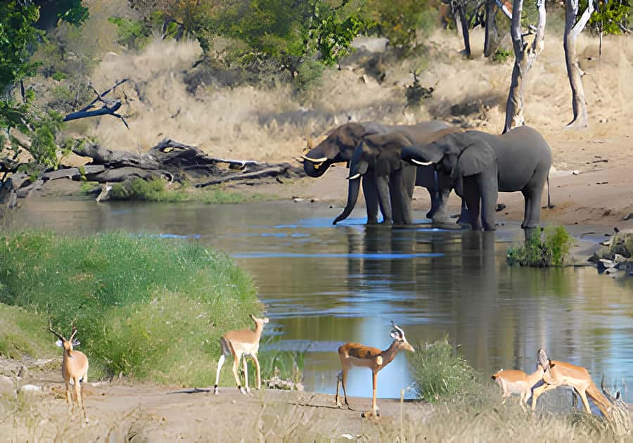 Kruger National Park Safari (Full Day) - Why an open-vehicle Kruger day feels different from a short drive